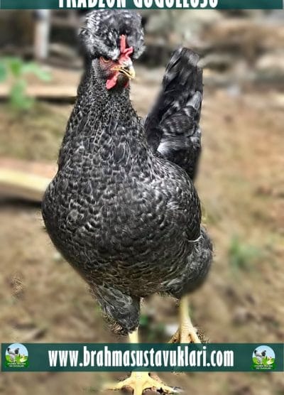 Trabzon Gugullusu Kuluçkalık Yumurta