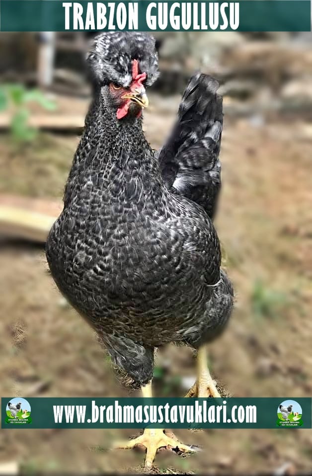 Trabzon Gugullu Tavukları Hakkında Özellikler İstanbul Süs TAVUKLARI Trabzon Gugullusu Kuluçkalık Yumurta