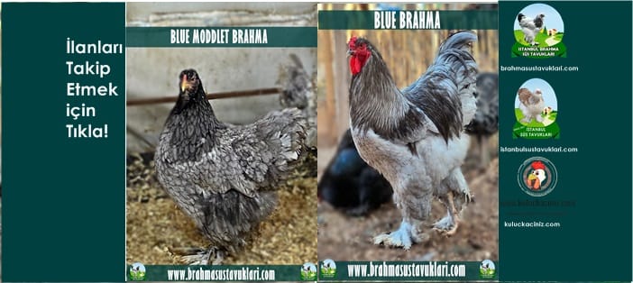 İstanbul Süs Tavukları Kuluçkalık Yumurta & Civciv