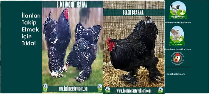 İstanbul Süs Tavukları Kuluçkalık Yumurta & Civciv