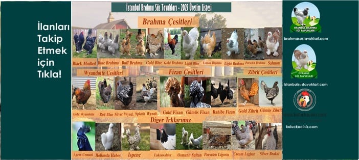 İstanbul Süs Tavukları Kuluçkalık Yumurta & Civciv
