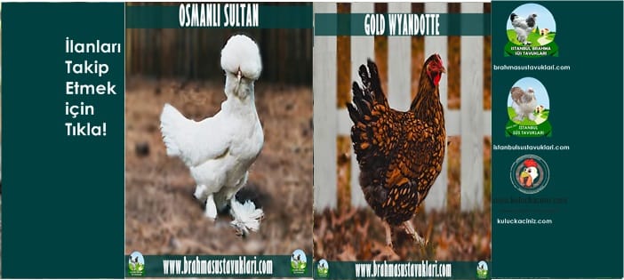 İstanbul Süs Tavukları Kuluçkalık Yumurta & Civciv