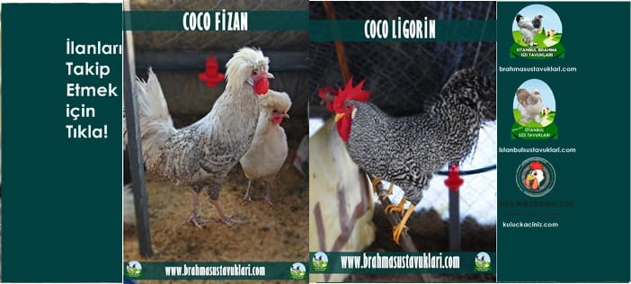 İstanbul Süs Tavukları Kuluçkalık Yumurta & Civciv