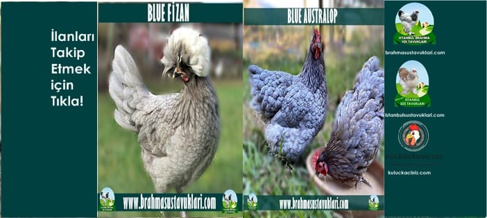 İstanbul Süs Tavukları Kuluçkalık Yumurta & Civciv