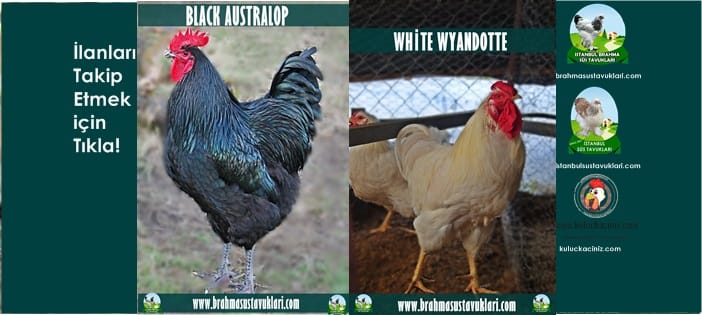 İstanbul Süs Tavukları Kuluçkalık Yumurta & Civciv