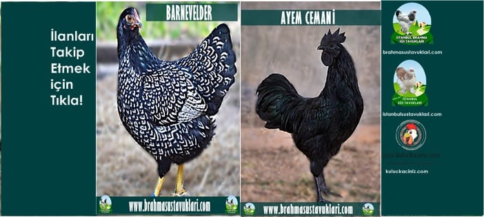 İstanbul Süs Tavukları Kuluçkalık Yumurta & Civciv