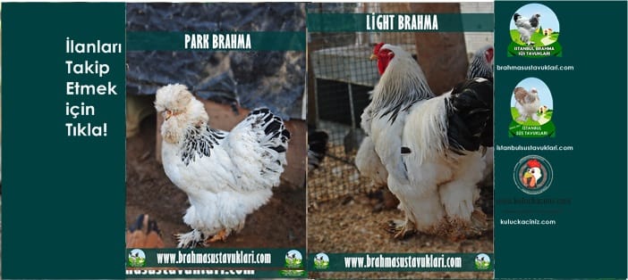 İstanbul Süs Tavukları Kuluçkalık Yumurta & Civciv