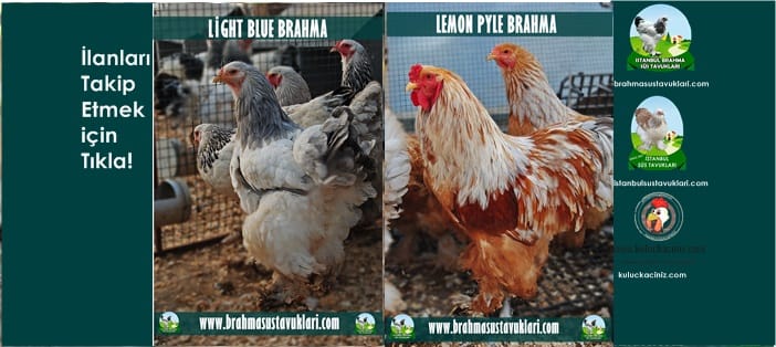 İstanbul Süs Tavukları Kuluçkalık Yumurta & Civciv