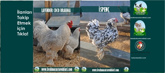 İstanbul Süs Tavukları Kuluçkalık Yumurta & Civciv