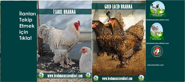 İstanbul Süs Tavukları Kuluçkalık Yumurta & Civciv