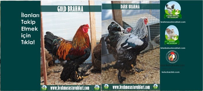 İstanbul Süs Tavukları Kuluçkalık Yumurta & Civciv