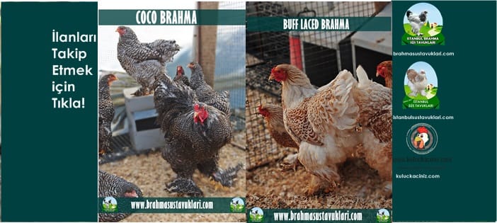 İstanbul Süs Tavukları Kuluçkalık Yumurta & Civciv