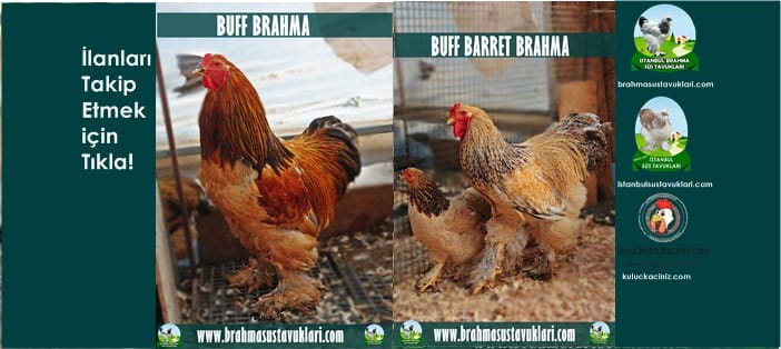 İstanbul Süs Tavukları Kuluçkalık Yumurta & Civciv