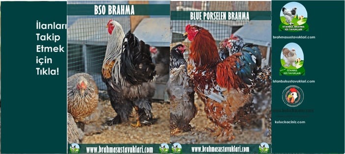 İstanbul Süs Tavukları Kuluçkalık Yumurta & Civciv