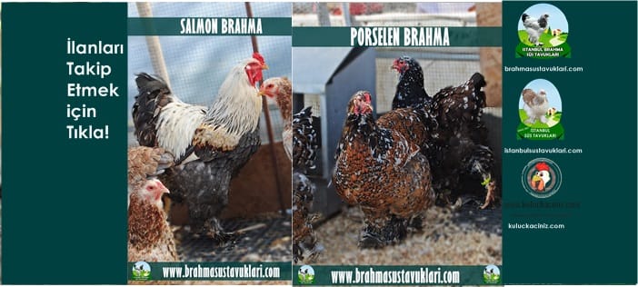 İstanbul Süs Tavukları Kuluçkalık Yumurta & Civciv