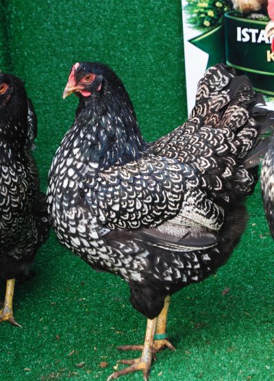 Barnevelder Silver Kuluçkalık Yumurta