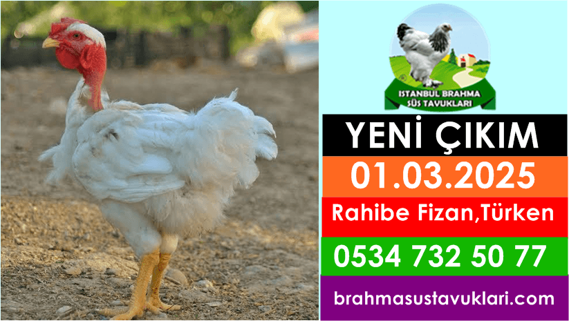 İstanbul Süs Tavukları Kuluçkalık Yumurta & Civciv