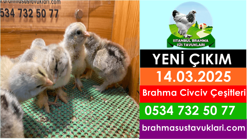 Yeni Çıkım 14.03.2025 - Brahma Civciv Çeşitleri İstanbul Süs TAVUKLARI İstanbul Süs Tavukları Kuluçkalık Yumurta & Civciv
