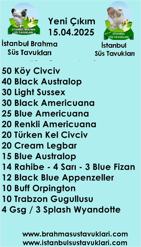 İstanbul Süs Tavukları Kuluçkalık Yumurta & Civciv