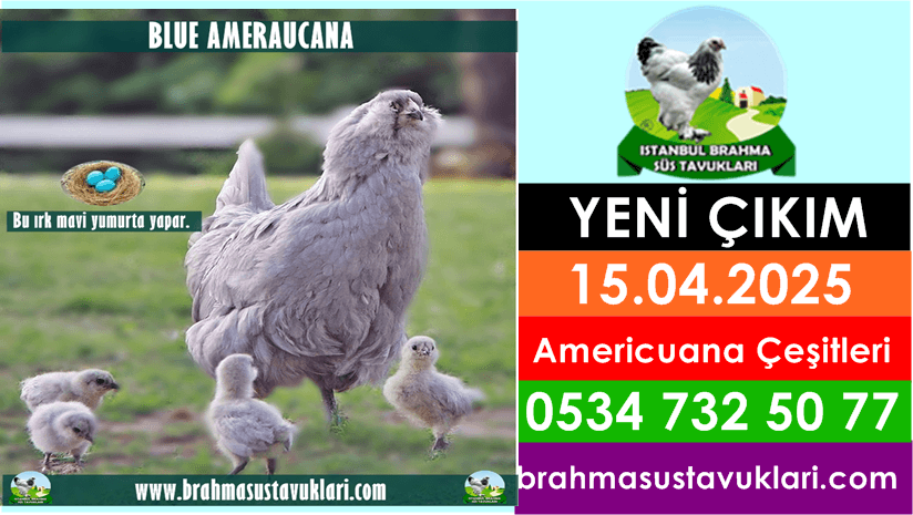 Yeni Çıkım 15.04.2025 - Americuana Civciv Çeşitleri İstanbul Süs TAVUKLARI İstanbul Süs Tavukları Kuluçkalık Yumurta & Civciv