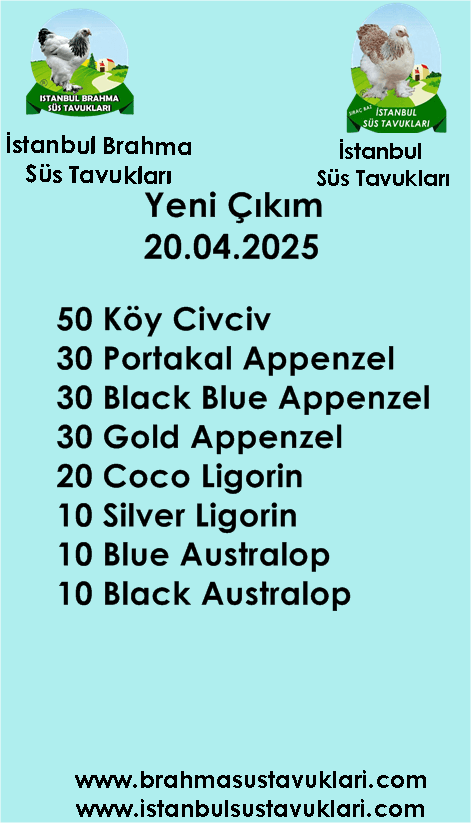 İstanbul Süs Tavukları Kuluçkalık Yumurta & Civciv