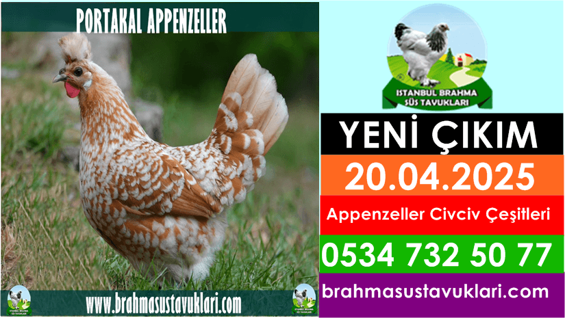 İstanbul Süs Tavukları Kuluçkalık Yumurta & Civciv