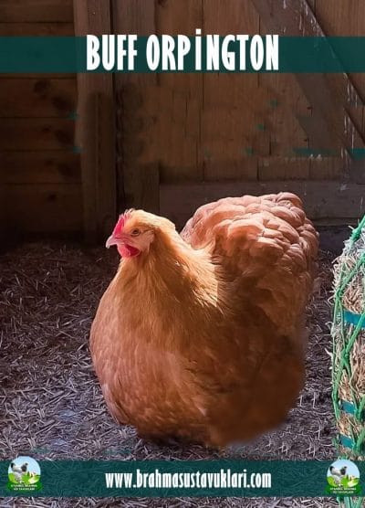 Buff Orpington Kuluçkalık Yumurta