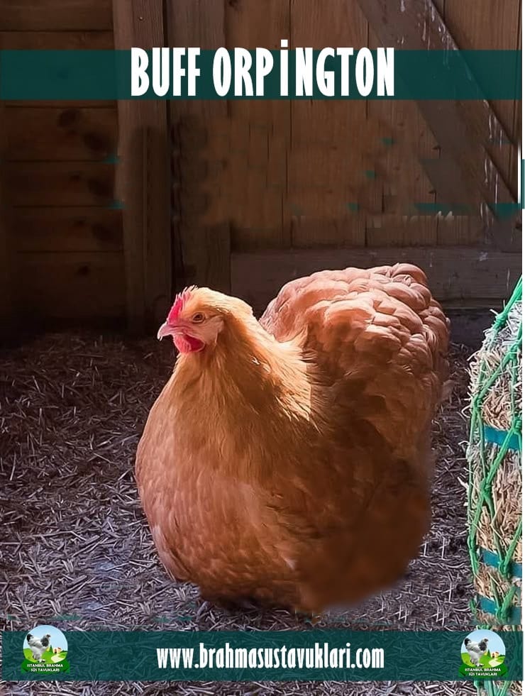 Buff Orpington Kuluçkalık Yumurta