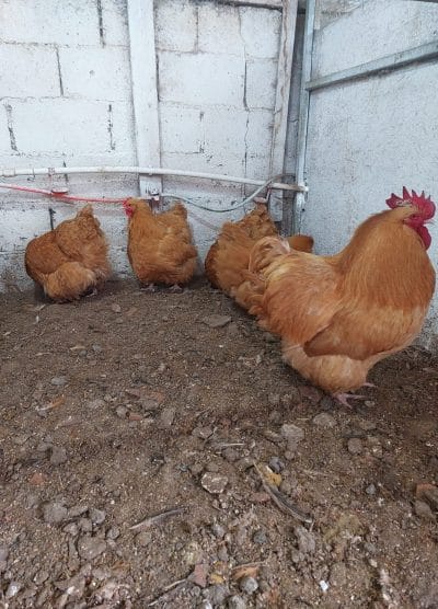 Buff Orpington Kuluçkalık Yumurta