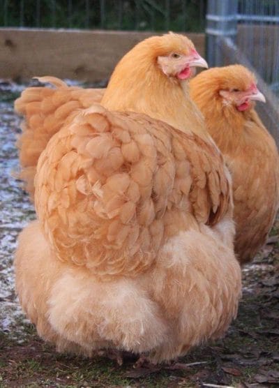 Buff Orpington Kuluçkalık Yumurta