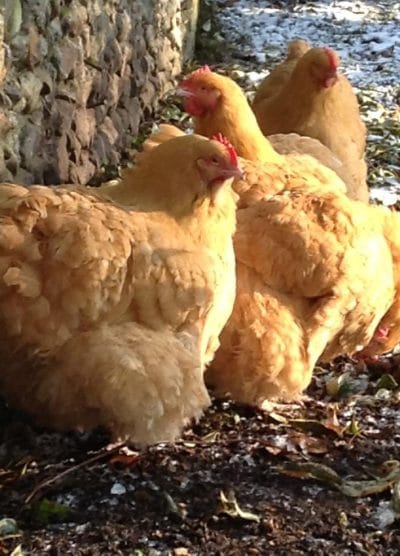 Buff Orpington Kuluçkalık Yumurta