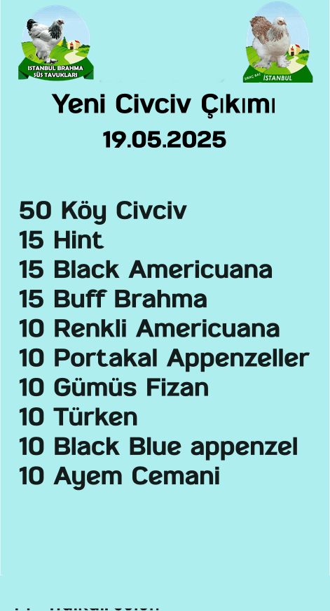 İstanbul Süs Tavukları Kuluçkalık Yumurta & Civciv