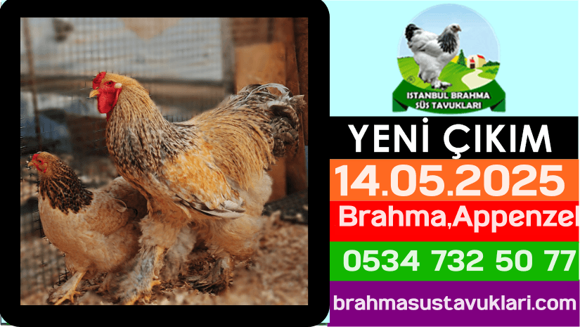 İstanbul Süs Tavukları Kuluçkalık Yumurta & Civciv
