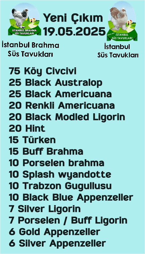 İstanbul Süs Tavukları Kuluçkalık Yumurta & Civciv