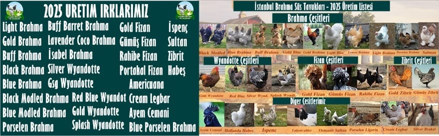 İstanbul Süs Tavukları Kuluçkalık Yumurta & Civciv
