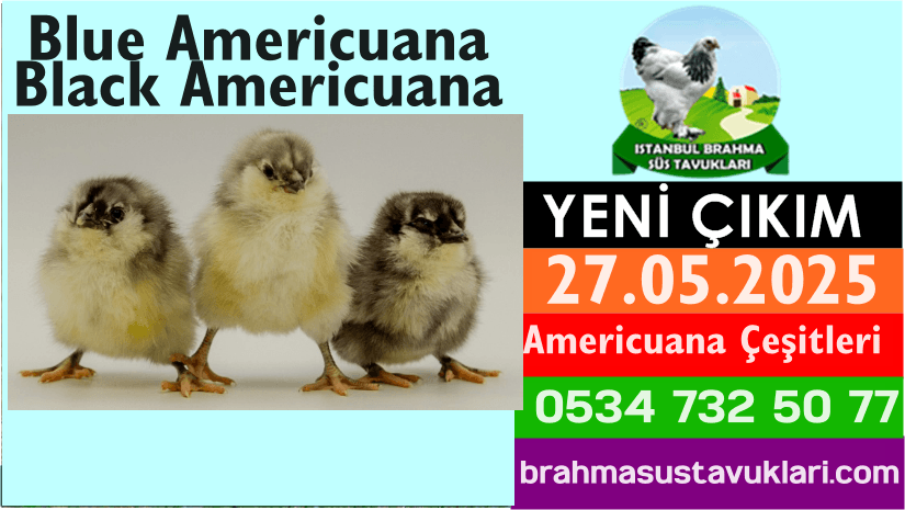 İstanbul Süs Tavukları Kuluçkalık Yumurta & Civciv