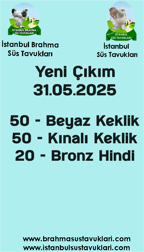 İstanbul Süs Tavukları Kuluçkalık Yumurta & Civciv