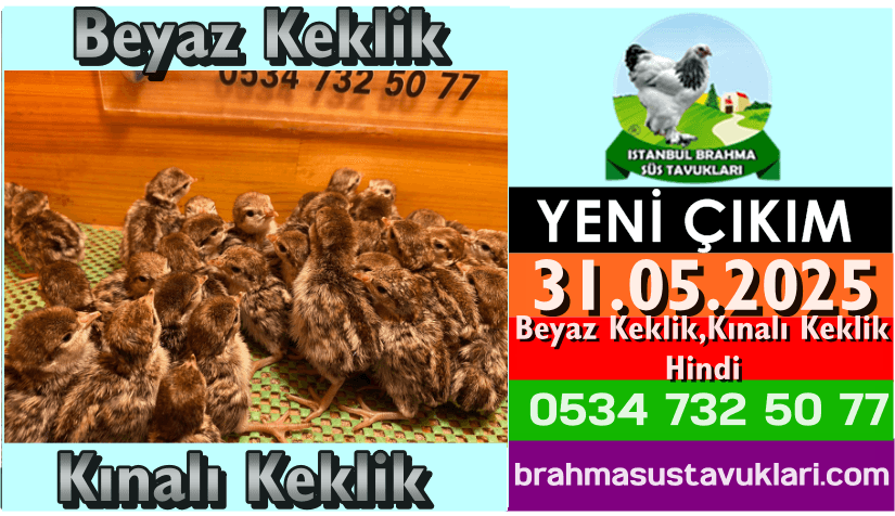 İstanbul Süs Tavukları Kuluçkalık Yumurta & Civciv