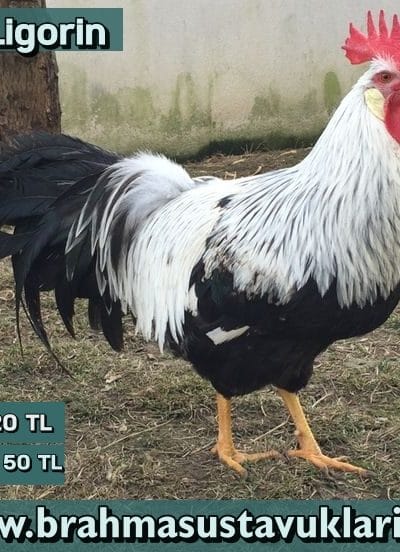 Silver ligorin Kuluçkalık Yumurta