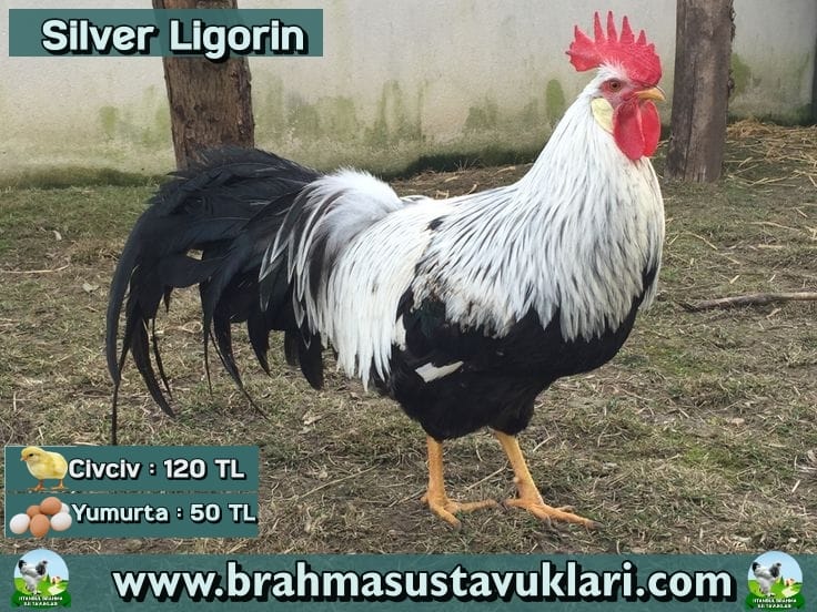 Silver Ligorin Kuluçkalık Yumurtası