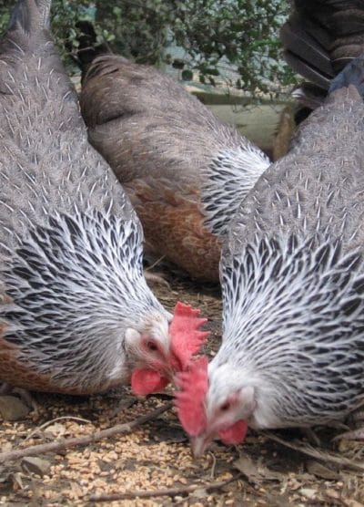 Silver ligorin Kuluçkalık Yumurta