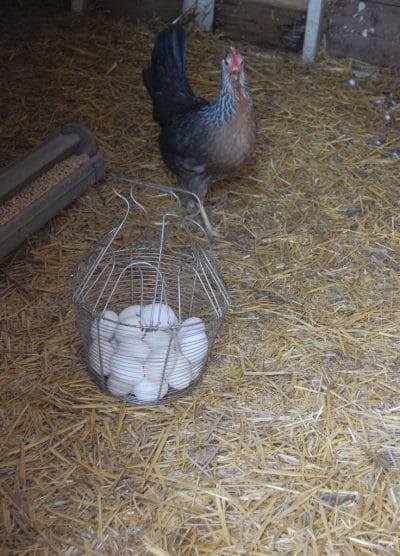 Silver ligorin Kuluçkalık Yumurta