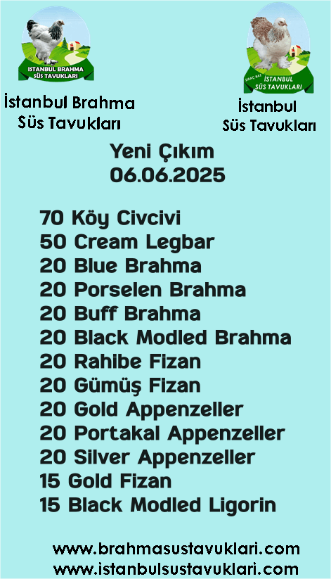 İstanbul Süs Tavukları Kuluçkalık Yumurta & Civciv