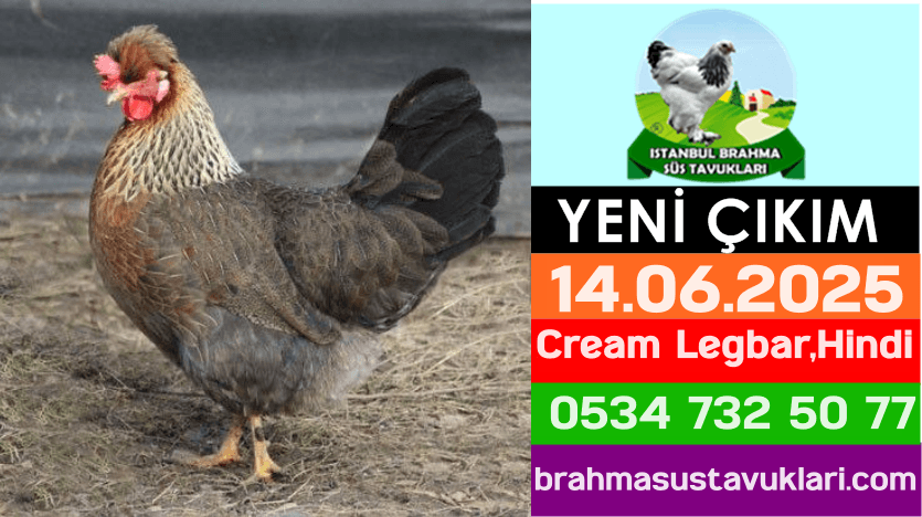 İstanbul Süs Tavukları Kuluçkalık Yumurta & Civciv