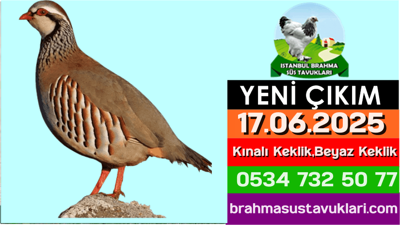 İstanbul Süs Tavukları Kuluçkalık Yumurta & Civciv