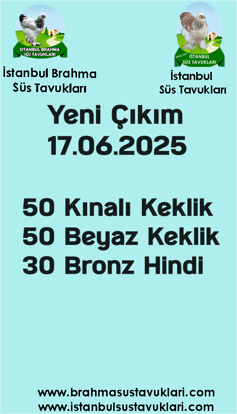 İstanbul Süs Tavukları Kuluçkalık Yumurta & Civciv