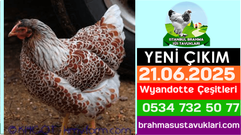 İstanbul Süs Tavukları Kuluçkalık Yumurta & Civciv