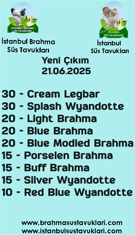 İstanbul Süs Tavukları Kuluçkalık Yumurta & Civciv