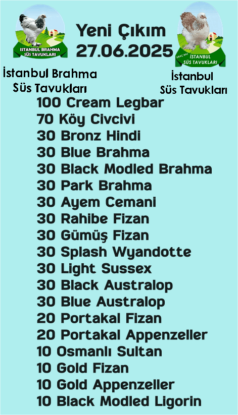 İstanbul Süs Tavukları Kuluçkalık Yumurta & Civciv