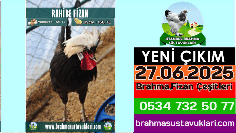 İstanbul Süs Tavukları Kuluçkalık Yumurta & Civciv